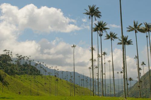 valle de cocora salento quindio