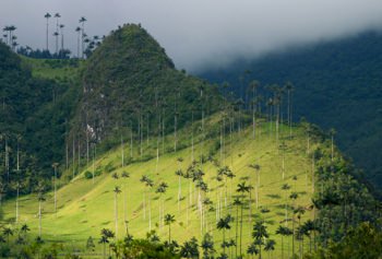 Valle de Cocora